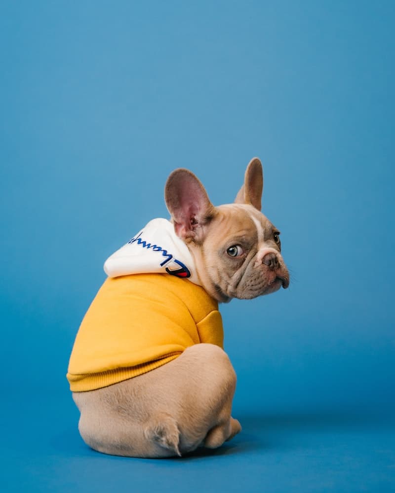 Smart Pet Translator powered by Jieli Bluetooth MCU